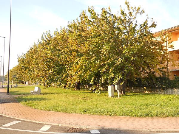 LA BELLEZZA DEGLI ALBERI MONUMENTALI DI CURTATONE: UN PATRIMONIO NATURALE DA CONSERVARE