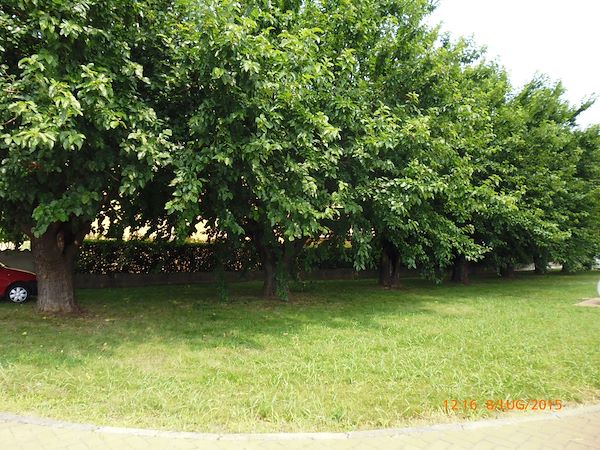 LA BELLEZZA DEGLI ALBERI MONUMENTALI DI CURTATONE: UN PATRIMONIO NATURALE DA CONSERVARE