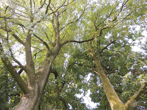 LA BELLEZZA DEGLI ALBERI MONUMENTALI DI CURTATONE: UN PATRIMONIO NATURALE DA CONSERVARE