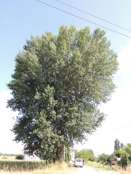 LA BELLEZZA DEGLI ALBERI MONUMENTALI DI CURTATONE: UN PATRIMONIO NATURALE DA CONSERVARE