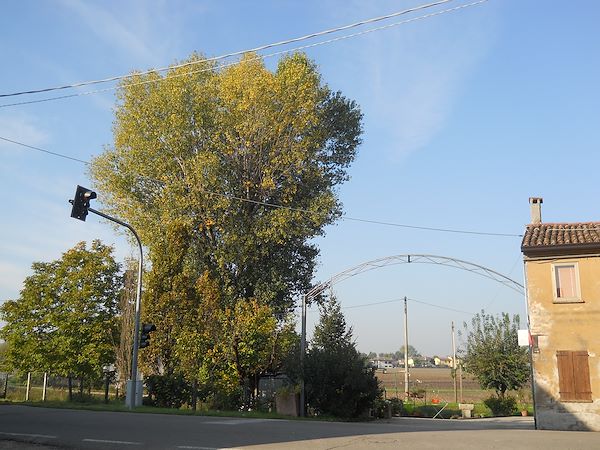 LA BELLEZZA DEGLI ALBERI MONUMENTALI DI CURTATONE: UN PATRIMONIO NATURALE DA CONSERVARE